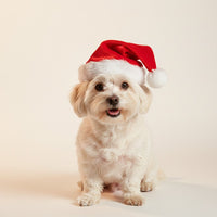 Gorrinho do Papai Noel Pet | Para Cachorro e Gato